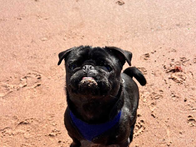 Black Pug for sale in Melton Ross, Lincolnshire - Image 5