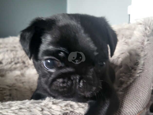 Black pug puppies for sale in Hertford, Hertfordshire