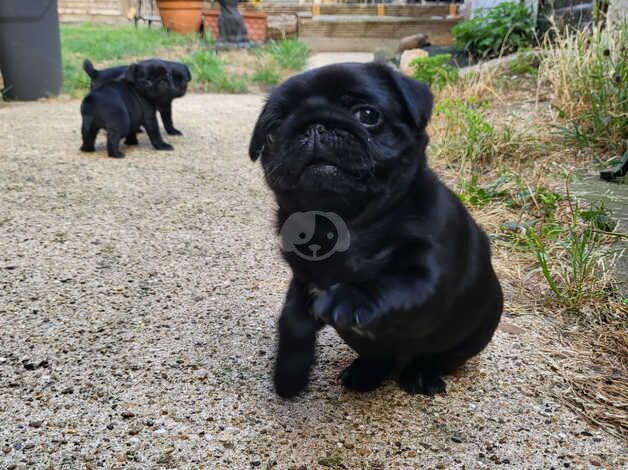 Black pug puppies for sale in Hertford, Hertfordshire - Image 2