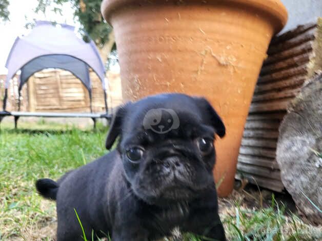 Black pug puppies for sale in Hertford, Hertfordshire - Image 3