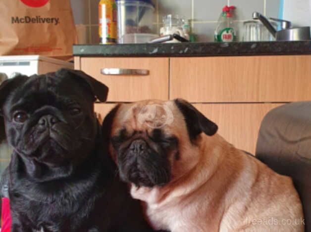 Black pug puppies for sale in Hertford, Hertfordshire - Image 4