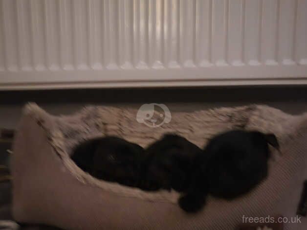 Black pug puppies for sale in Hertford, Hertfordshire - Image 5