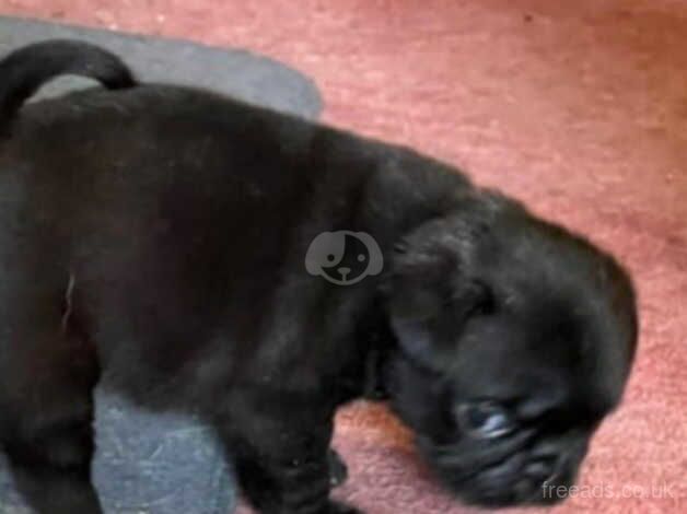 Black Pug puppy for sale in Duns, Scottish Borders