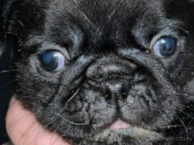 Black Pug puppy for sale in Duns, Scottish Borders - Image 2