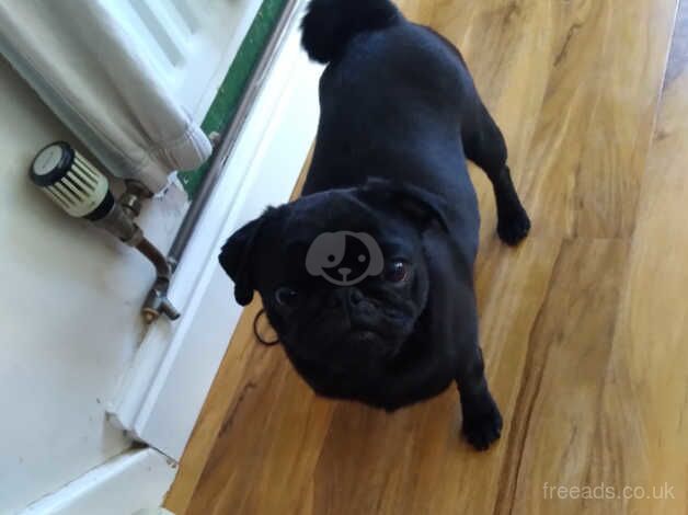 Black pugs for sale in Rowley Regis, West Midlands