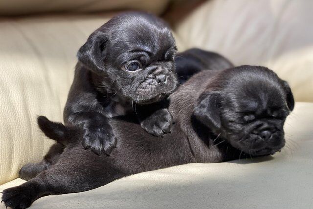 Black Pugzu pups (Shih Tzu x Pug) home raised for sale in Llanelli, Carmarthenshire - Image 1