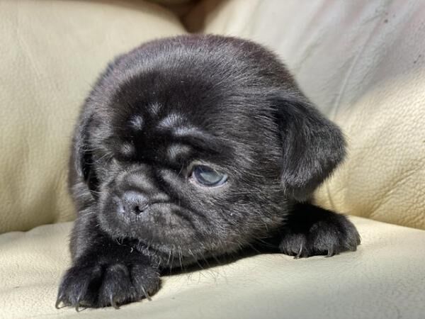 Black Pugzu pups (Shih Tzu x Pug) home raised for sale in Llanelli, Carmarthenshire - Image 2