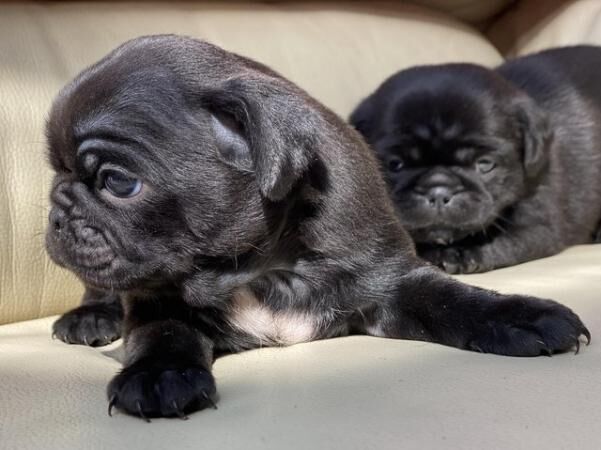 Black Pugzu pups (Shih Tzu x Pug) home raised for sale in Llanelli, Carmarthenshire - Image 3