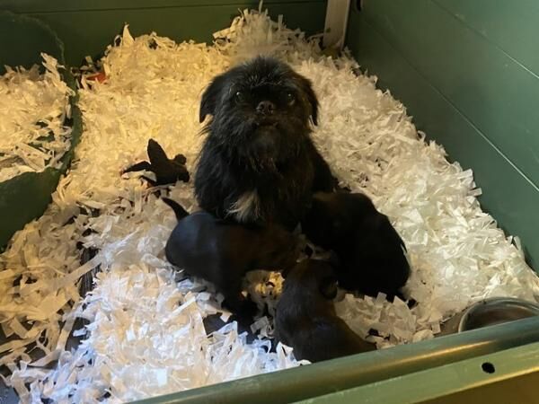 Black Pugzu pups (Shih Tzu x Pug) home raised for sale in Llanelli, Carmarthenshire - Image 4