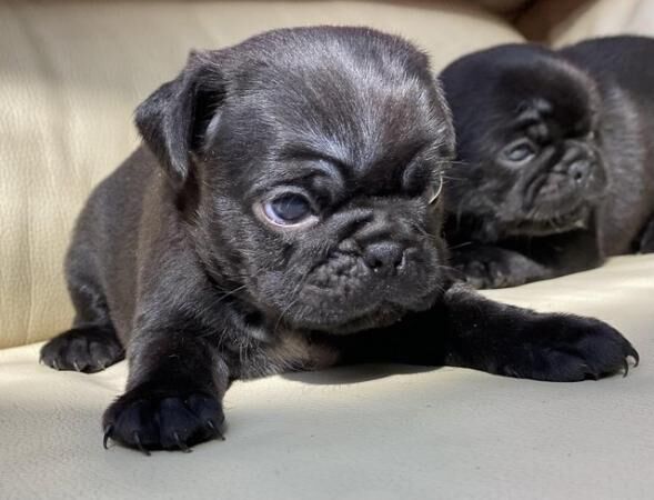 Black Pugzu pups (Shih Tzu x Pug) home raised for sale in Llanelli, Carmarthenshire - Image 5