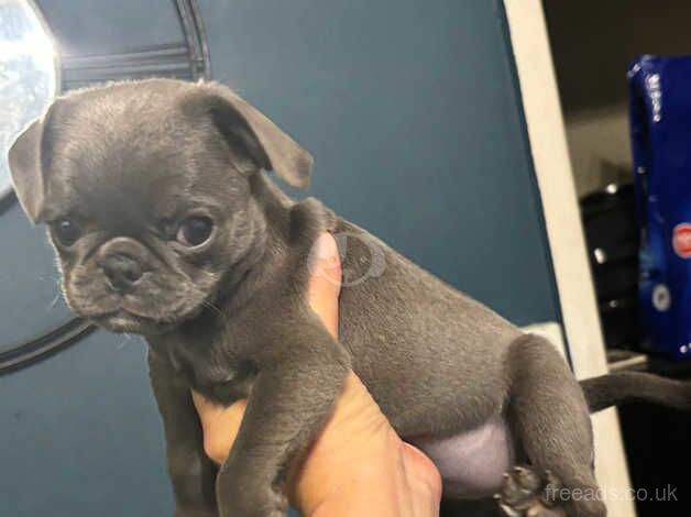 Rare, fully grey ( Silver) girl pug. Ready now!!! for sale in Rugby, Warwickshire