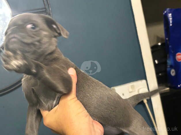 Rare, fully grey ( Silver) girl pug. Ready now!!! for sale in Rugby, Warwickshire - Image 2