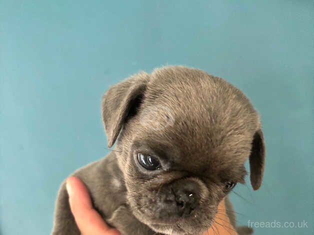 Rare, fully grey ( Silver) girl pug. Ready now!!! for sale in Rugby, Warwickshire - Image 4