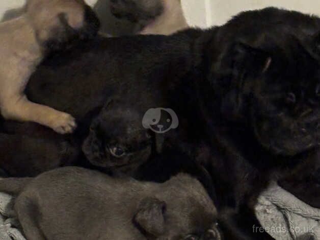 Rare, fully grey ( Silver) girl pug. Ready now!!! for sale in Rugby, Warwickshire - Image 5