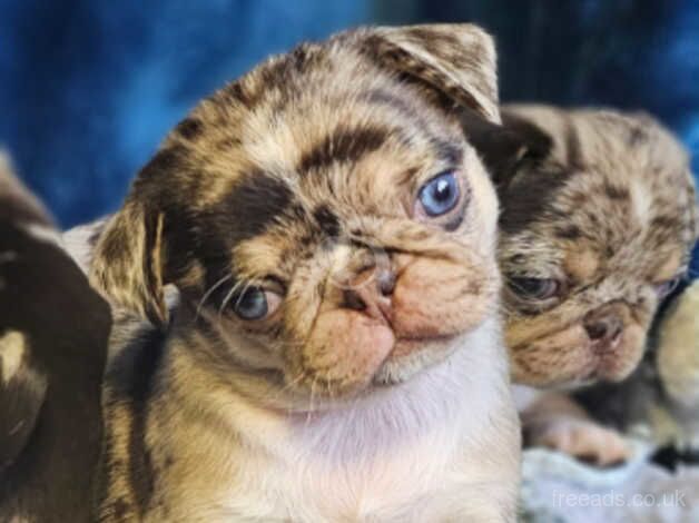 Blue eyed pug puppies for sale in Doncaster, South Yorkshire