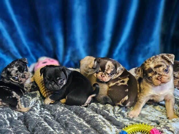 Blue eyed pug puppies for sale in Doncaster, South Yorkshire - Image 2