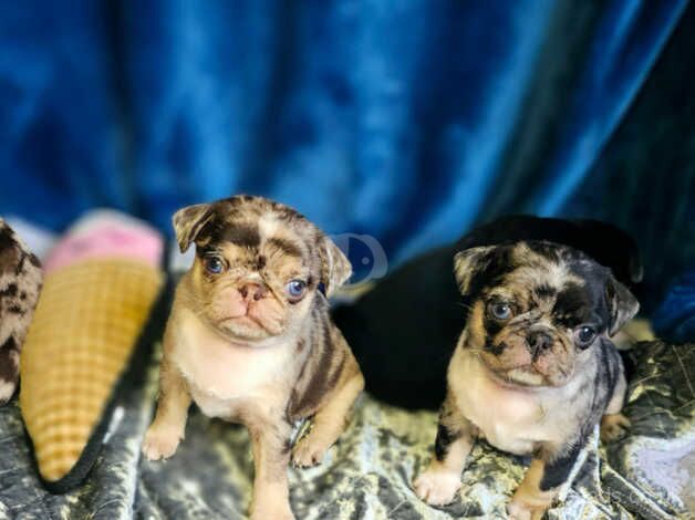 Blue eyed pug puppies for sale in Doncaster, South Yorkshire - Image 3