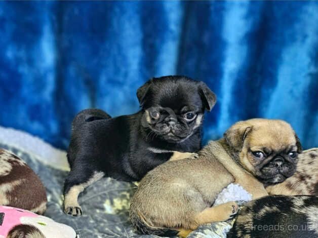 Blue eyed pug puppies for sale in Doncaster, South Yorkshire - Image 4