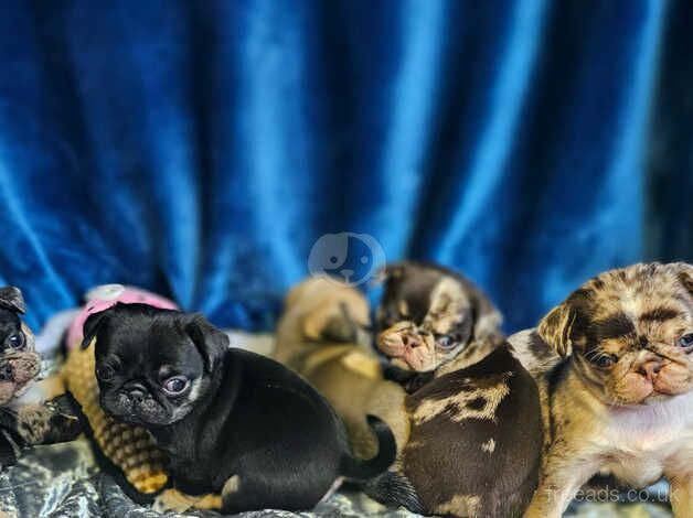 Blue eyed pug puppies for sale in Doncaster, South Yorkshire - Image 5