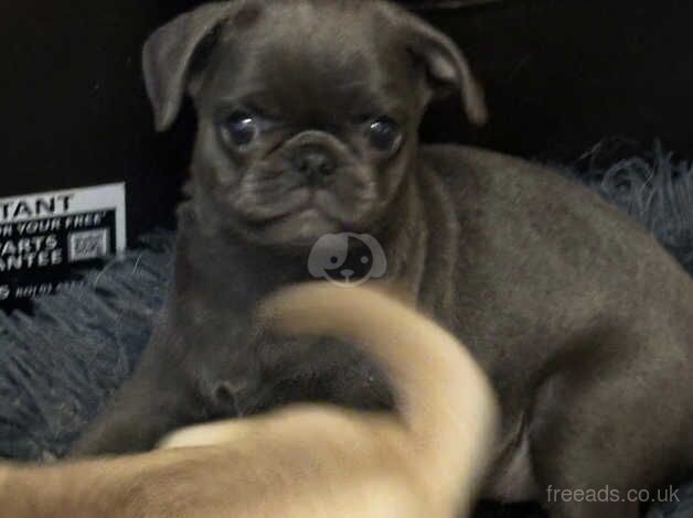 Blue silver pug pup girl. READY NOW!!!! for sale in Rugby, Warwickshire