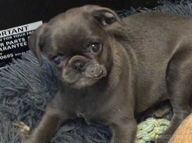 Blue silver pug pup girl. READY NOW!!!! for sale in Rugby, Warwickshire - Image 2