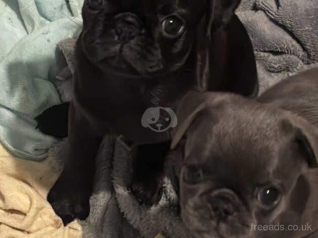 Blue silver pug pup girl. READY NOW!!!! for sale in Rugby, Warwickshire - Image 4