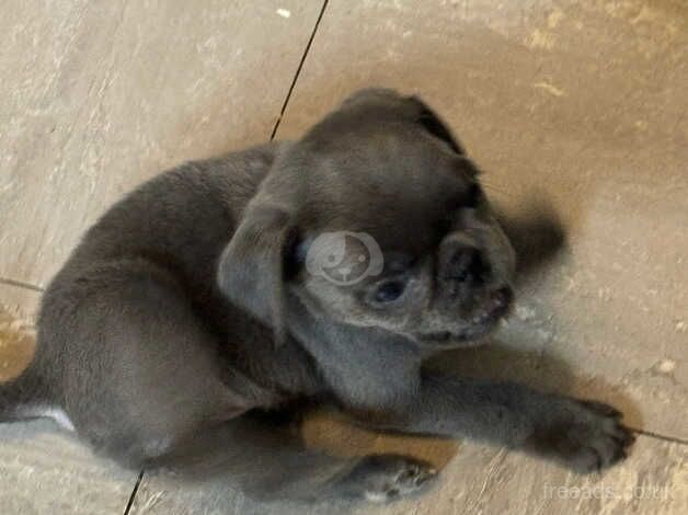 Blue silver pug pup girl. READY NOW!!!! for sale in Rugby, Warwickshire - Image 5