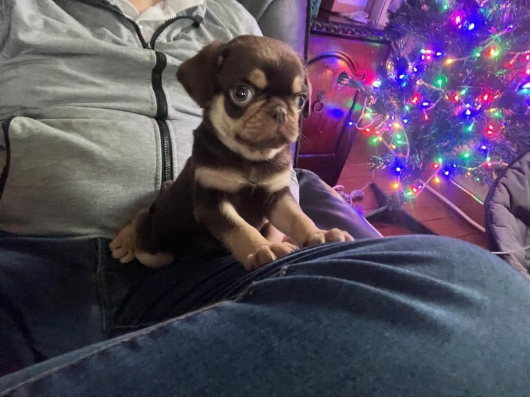 Boy pug puppie for sale in Armagh, Armagh - Image 3