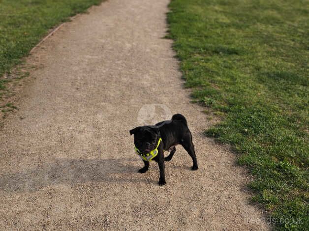 Charlie looking for his forever home for sale in Droitwich, Worcestershire - Image 4