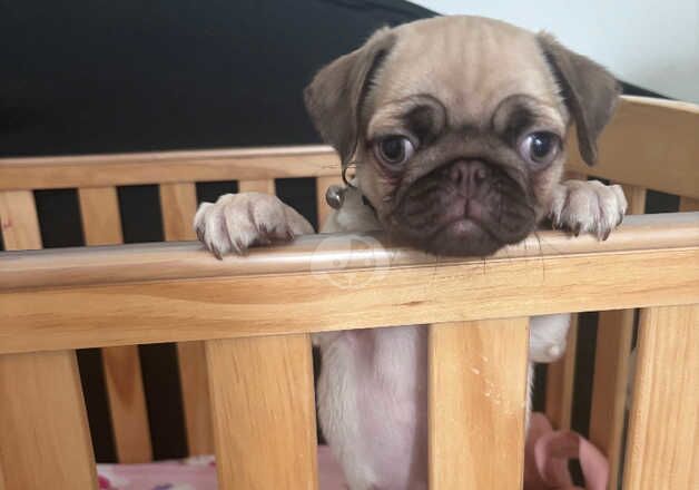 Chocolate fawn female pug for sale in Cardiff/Caerdydd, Cardiff