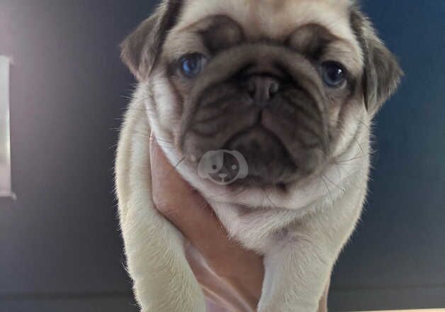 Pug Puppies for sale