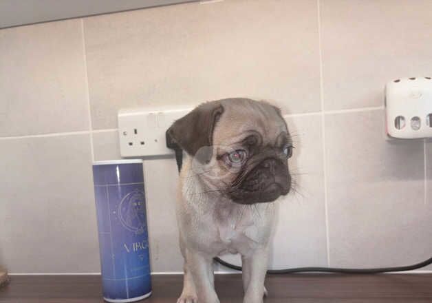 Chocolate fawn female pug for sale in Cardiff/Caerdydd, Cardiff - Image 5