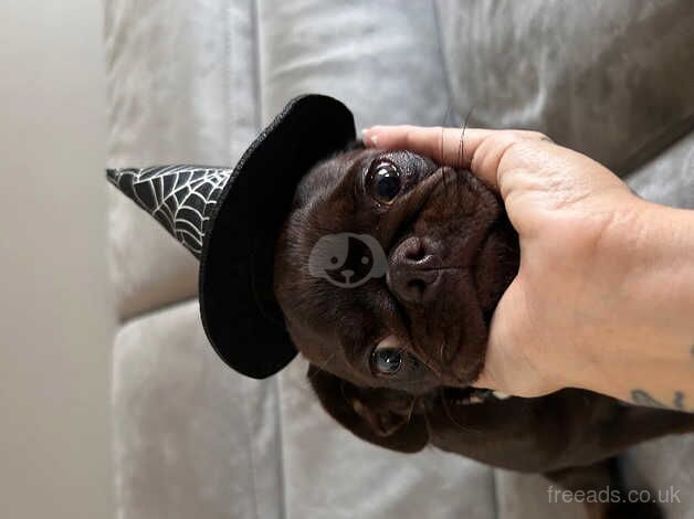 Chocolate Girl Pug Puppy for sale in Southwold, Suffolk - Image 1