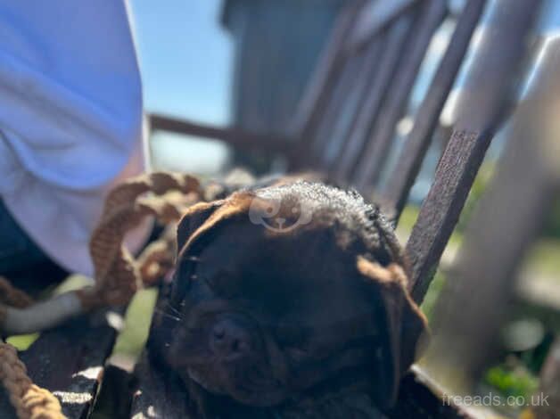 Chocolate Girl Pug Puppy for sale in Southwold, Suffolk - Image 2