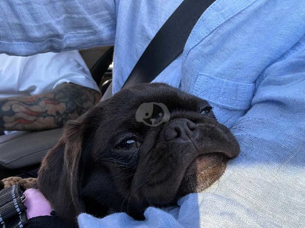 Chocolate Girl Pug Puppy for sale in Southwold, Suffolk - Image 3