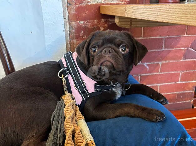 Chocolate Girl Pug Puppy for sale in Southwold, Suffolk - Image 4