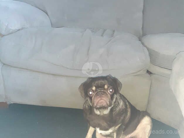 Chocolate tan pug girl for sale in Bexley, Bexley, Greater London - Image 4