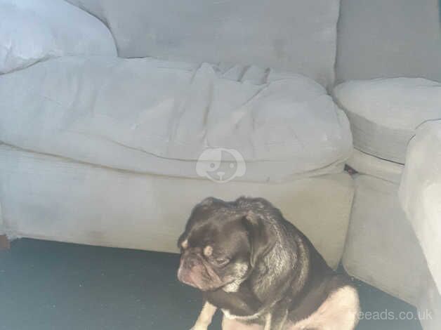 Chocolate tan pug girl for sale in Bexley, Bexley, Greater London - Image 5