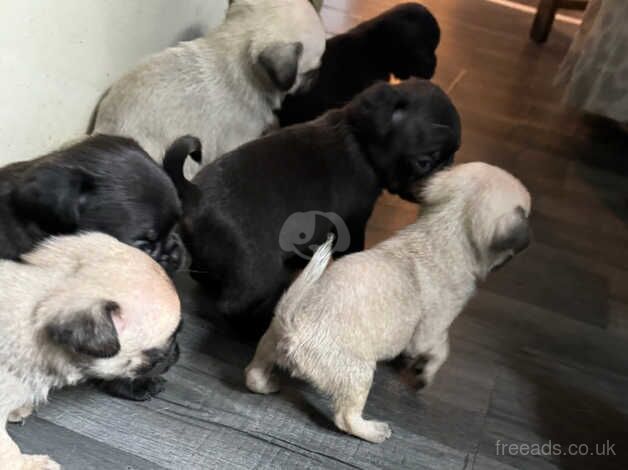 chunky pug puppies for sale in Heckmondwike, West Yorkshire