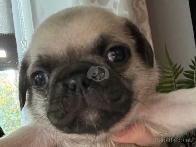 chunky pug puppies for sale in Heckmondwike, West Yorkshire - Image 2