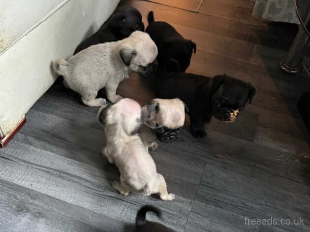 chunky pug puppies for sale in Heckmondwike, West Yorkshire - Image 3