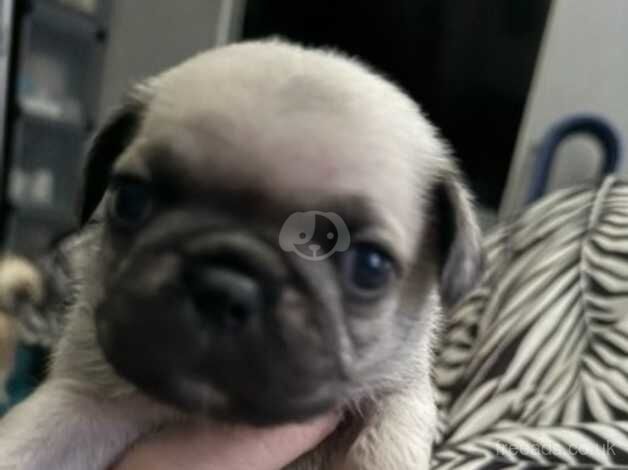 chunky pug puppies for sale in Heckmondwike, West Yorkshire - Image 5