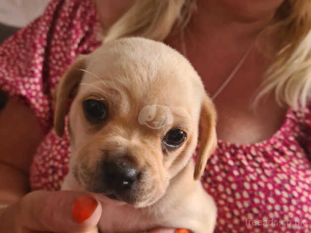 Cockapug puppies 2 male 1 black white female for sale in Billingham, County Durham