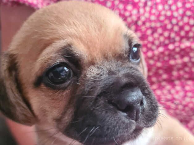 Cockapug puppies 2 male 1 black white female for sale in Billingham, County Durham - Image 2