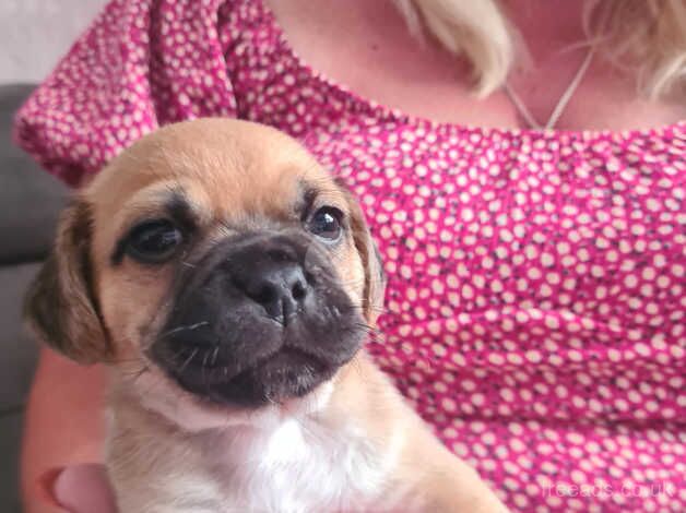 Cockapug puppies 2 male 1 black white female for sale in Billingham, County Durham - Image 3