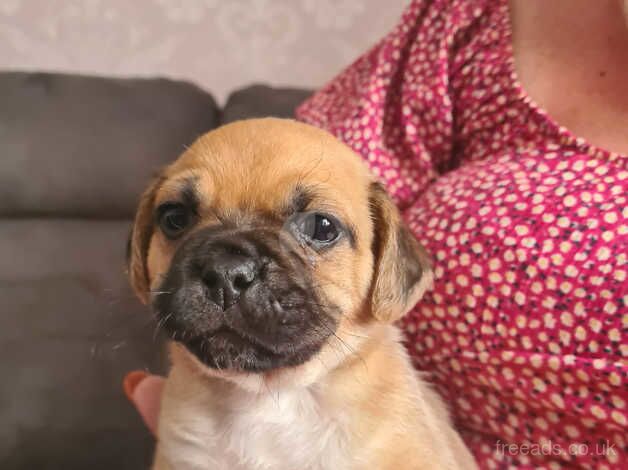 Cockapug puppies 2 male 1 black white female for sale in Billingham, County Durham - Image 4