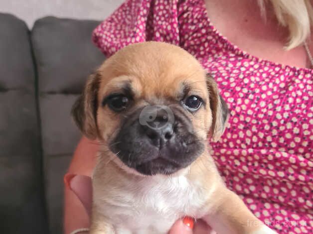 Cockapug puppies 2 male 1 black white female for sale in Billingham, County Durham - Image 5