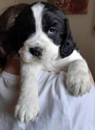 Cocker spaniel x puppies for sale in Griston, Norfolk - Image 1