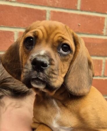 Cocker spaniel x puppies for sale in Griston, Norfolk - Image 2