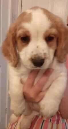 Cocker spaniel x puppies for sale in Griston, Norfolk - Image 3